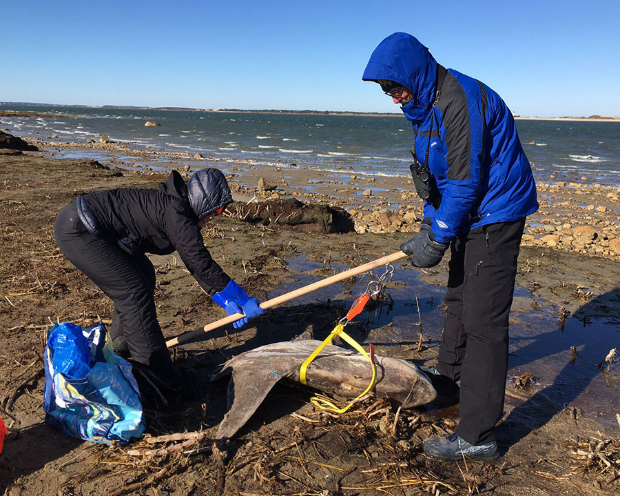 Team Mola volunteers weigh an ocean sunfish
